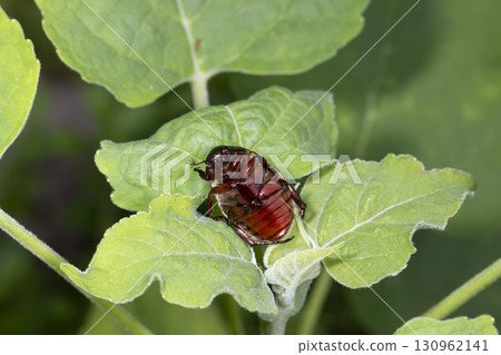 很棒的玻璃 很棒的玻璃 130962141