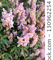 White wintersweet flowers blooming in a spring garden 130962254
