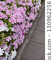 Azaleas blooming on the roadside 130962256
