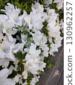 White azalea 130962257
