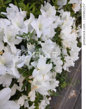 White azalea White azalea 130962257