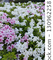 Purple pansies planted in a flower bed 130962258