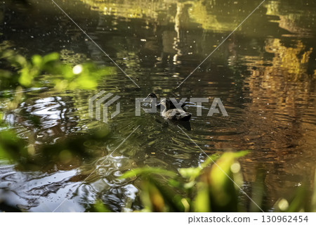 A duck swimming in a pond with autumn leaves A duck swimming in a pond with autumn leaves 130962454
