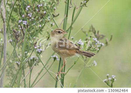 Prairie sekka Prairie sekka 130962464
