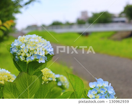 Hydrangea 130962939