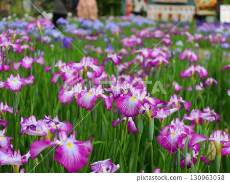Japanese iris in the iris garden 130963058