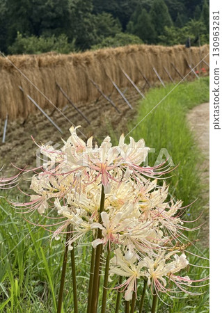 Red spider lilies blooming in the Terasaka terraced rice fields in autumn Red spider lilies blooming in the Terasaka terraced rice fields in autumn 130963281