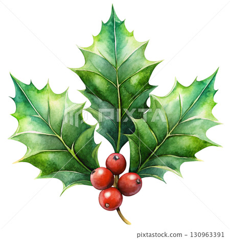 Holly Minimal Watercolor PNG White background 130963391