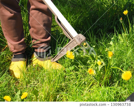 Farmer Hold Dandelions Root remover Farmer Hold Dandelions Root remover 130963738