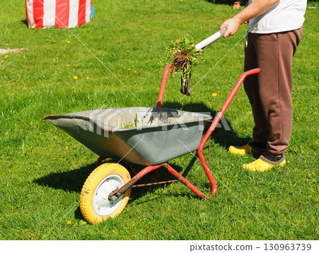 Dandelions Root remover with Garden wheelbarrow Dandelions Root remover with Garden wheelbarrow 130963739