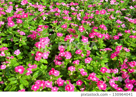 長春花 長春花 130964041