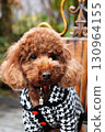A poodle dressed in warm woolen clothing 130964155