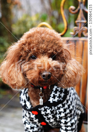 A poodle dressed in warm woolen clothing 130964155