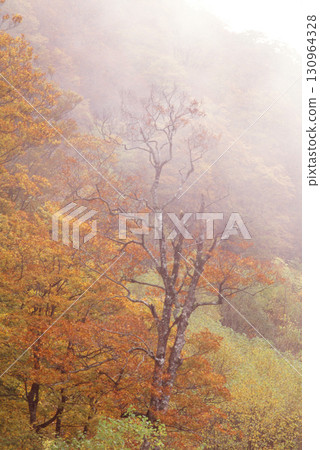 Autumn beech forest shrouded in mist 130964328