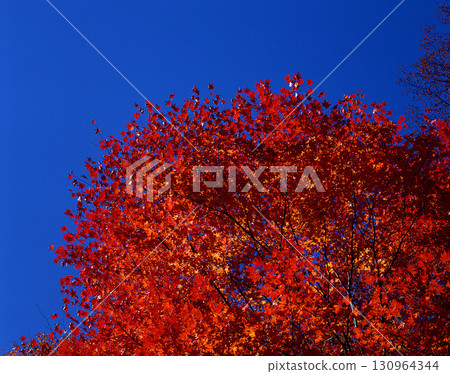 Deep blue sky and bright red autumn leaves 130964344