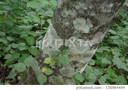Lichens grow on the trunks of the beech trees, creating unique patterns and expressions created by nature. Lichens grow on the trunks of the beech trees, creating unique patterns and expressions created by nature. 130964494