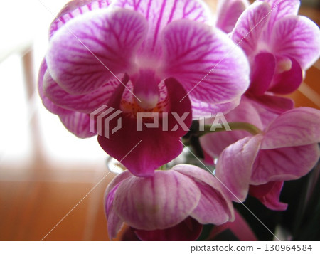Reddish purple Phalaenopsis orchid 130964584