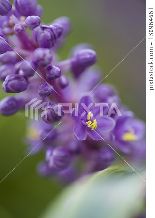紫色的百合草皮花朵盛開。學名是Liriope muscari。 紫色的百合草皮花朵盛開。學名是Liriope muscari。 130964661