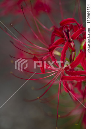孤挺花簇的紅色花朵盛開。學名是Lycoris radiata。 130964724