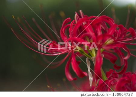 孤挺花簇的紅色花朵盛開。學名是Lycoris radiata。 130964727