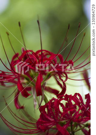 孤挺花簇的紅色花朵盛開。學名是Lycoris radiata。 130964729