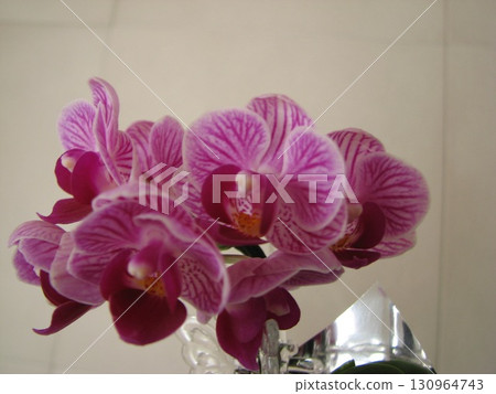 桃紅色顏色蝴蝶蘭花 130964743