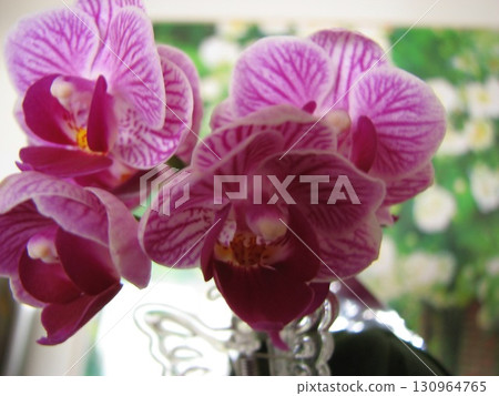 Pink color butterfly orchid 130964765