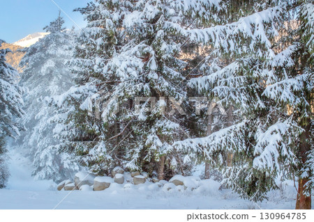 Majestic winter snow white pine trees Majestic winter snow white pine trees 130964785