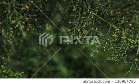 Raindrops on Green Pine Leaves After Rain Raindrops on Green Pine Leaves After Rain 130964786