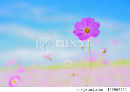 Autumn sky and a single cosmos 130964831