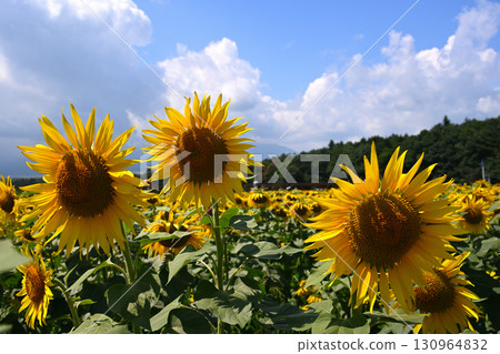 夏日天空中盛開的向日葵 130964832