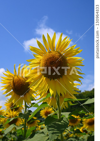 大朵大朵的向日葵向著太陽綻放 130964833