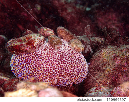 A trumpet sea urchin attaching a stone A trumpet sea urchin attaching a stone 130964897