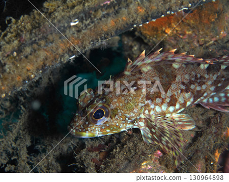 A rockfish peeking out from a gap in the rocks A rockfish peeking out from a gap in the rocks 130964898