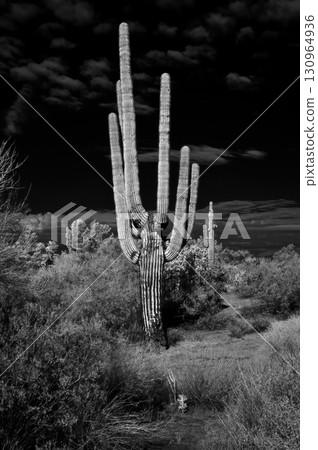 Black and white Saguaro Cactus Sonora desert Arizona 130964936
