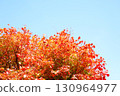 Autumn leaves of Dwarf spider maple 130964977