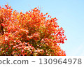 Autumn leaves of Dwarf spider maple 130964978