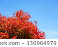 Autumn leaves of Dwarf spider maple 130964979