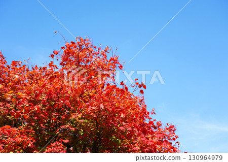 Autumn leaves of Dwarf spider maple 130964979