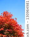 Autumn leaves of Dwarf spider maple 130964981