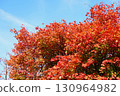 Autumn leaves of Dwarf spider maple 130964982