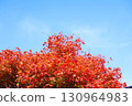 Autumn leaves of Dwarf spider maple 130964983