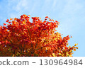 Autumn leaves of Dwarf spider maple 130964984