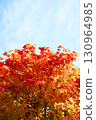 Autumn leaves of Dwarf spider maple 130964985