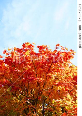 Autumn leaves of Dwarf spider maple 130964985