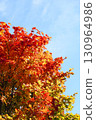 Autumn leaves of Dwarf spider maple 130964986