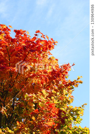 Autumn leaves of Dwarf spider maple 130964986