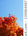 Autumn leaves of Dwarf spider maple 130964987