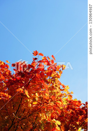Autumn leaves of Dwarf spider maple 130964987