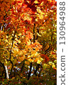 Autumn leaves of Dwarf spider maple 130964988